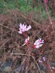 Persicaria dissitiflora
