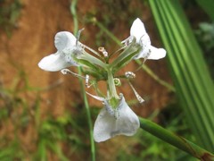 Moraea pubiflora