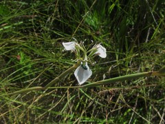 Moraea pubiflora