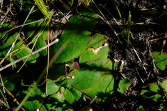Hermas ciliata