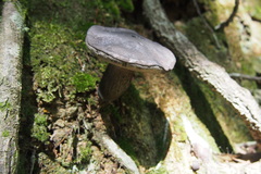 Agaricomycetes