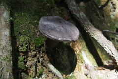 Agaricomycetes