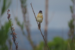Culicivora caudacuta