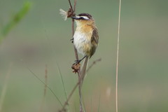 Culicivora caudacuta