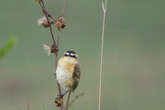 Culicivora caudacuta