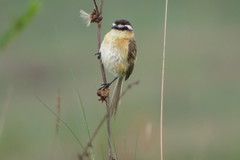 Culicivora caudacuta