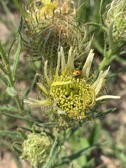 Berkheya zeyheri