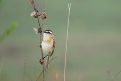 Culicivora caudacuta