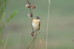 Culicivora caudacuta