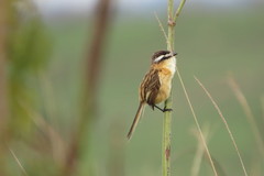 Culicivora caudacuta