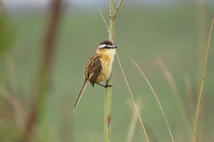 Culicivora caudacuta