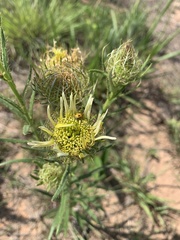 Berkheya zeyheri