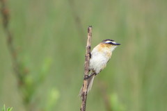 Culicivora caudacuta