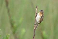 Culicivora caudacuta