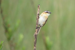 Culicivora caudacuta
