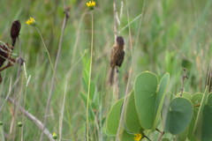 Culicivora caudacuta