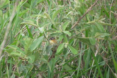 Culicivora caudacuta