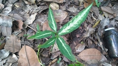 Syngonium angustatum