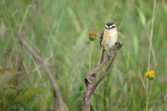 Culicivora caudacuta