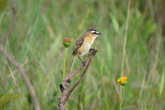 Culicivora caudacuta