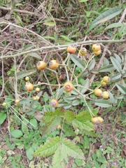 Rosa cymosa