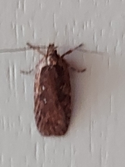 Agonopterix heracliana