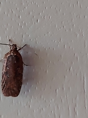 Agonopterix heracliana