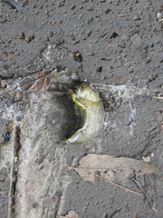 Anadenidae