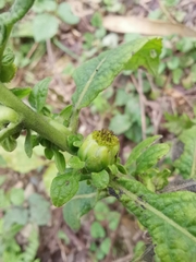 Carpesium abrotanoides