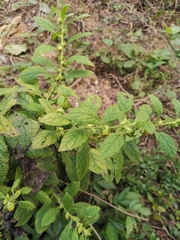 Carpesium abrotanoides