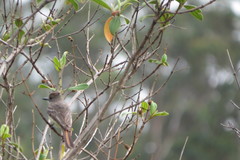 Myiarchus ferox