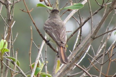 Myiarchus ferox
