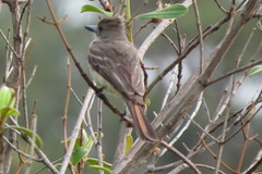 Myiarchus ferox