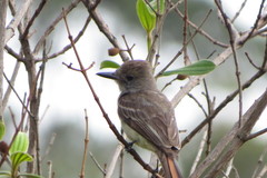 Myiarchus ferox