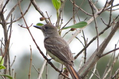 Myiarchus ferox