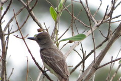Myiarchus ferox