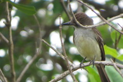 Myiarchus ferox