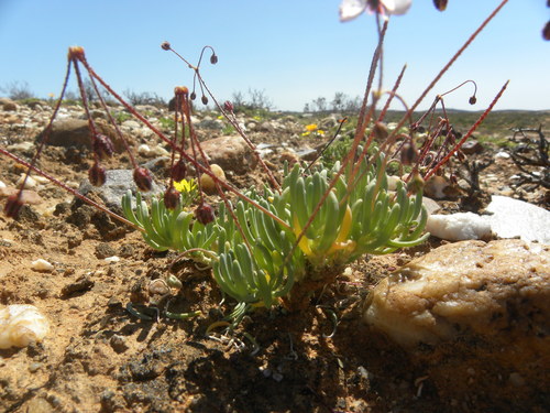Kewa salsoloides (Kewa salsoloides)