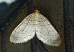 Operophtera fagata