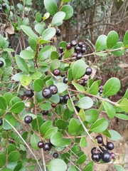 Syzygium buxifolium