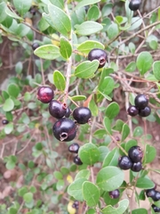 Syzygium buxifolium