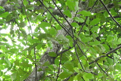 Basileuterus culicivorus