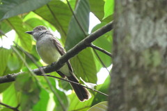 Myiarchus ferox