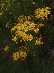 Senecio brasiliensis