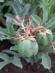 Jatropha schlechteri setifera