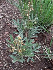 Jatropha schlechteri setifera