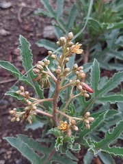 Jatropha schlechteri setifera