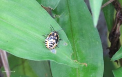 Eurydema gebleri