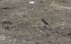Oenanthe cypriaca