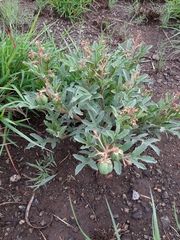 Jatropha schlechteri setifera